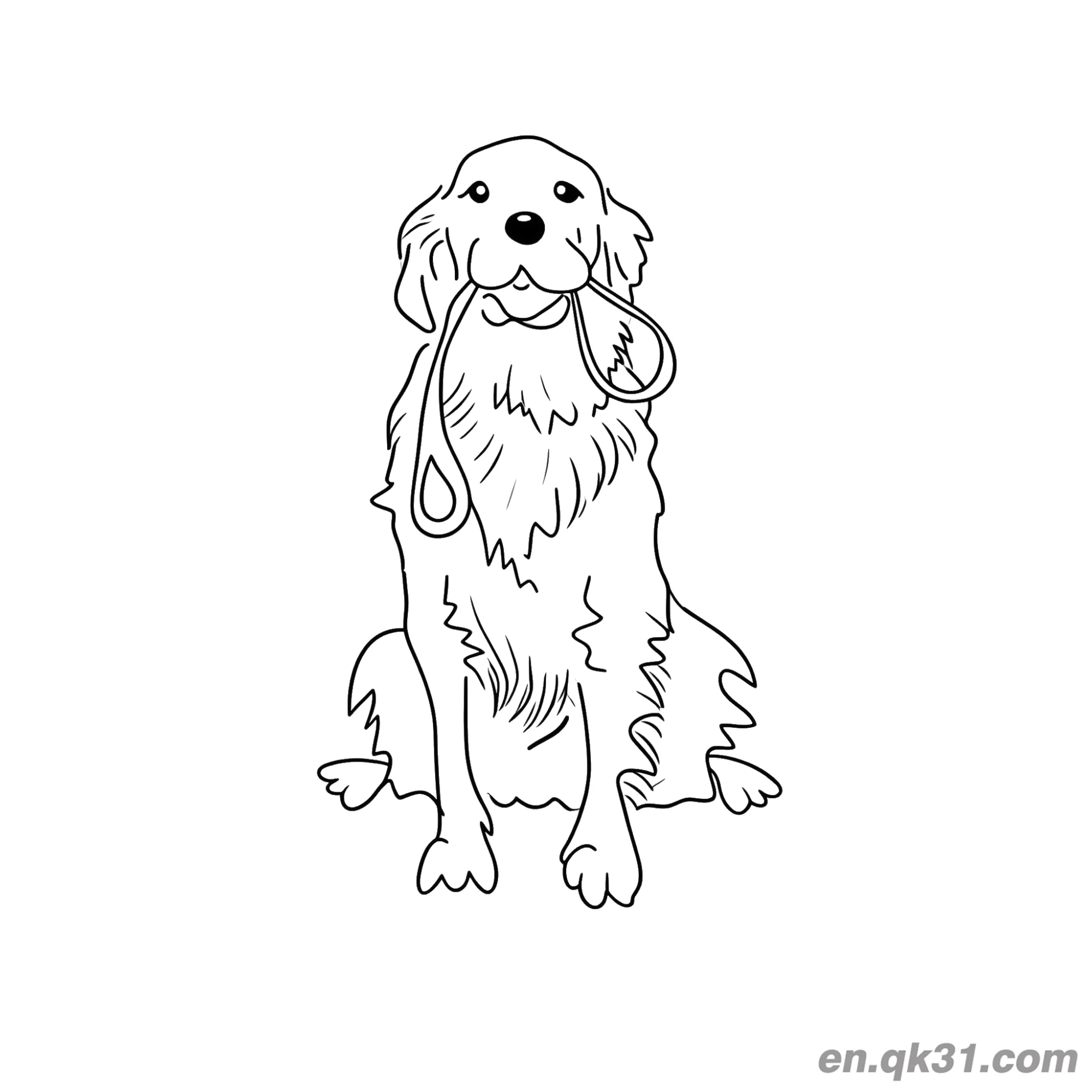 免费 金毛寻回犬牵着狗绳简笔画涂色页 简笔画涂色页