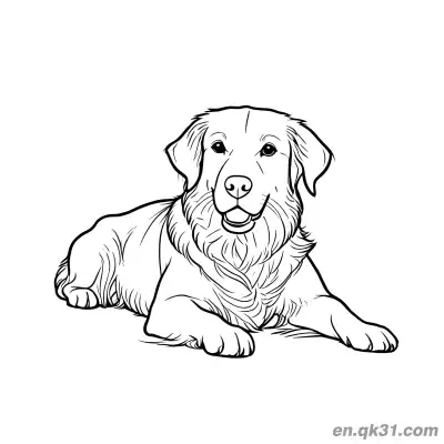 躺着的正面金毛寻回犬写实细节简笔画涂色页 – 免费可打印简笔画涂色画