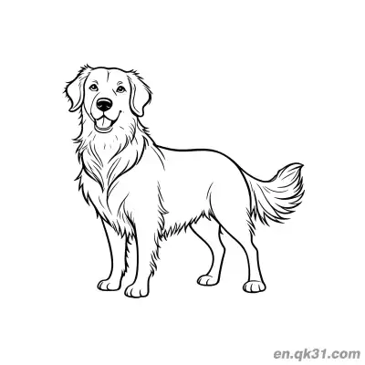 站着的成年金毛寻回犬标准姿势简笔画涂色页 – 免费可打印简笔画涂色画