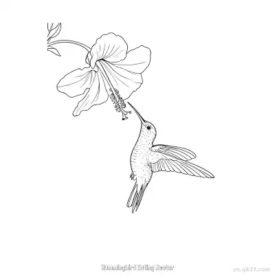 蜂鸟吃花蜜 1简笔画 素描 涂鸦 - 免费可打印 蜂鸟简笔画 下载PDF – 免费可打印简笔画涂色画