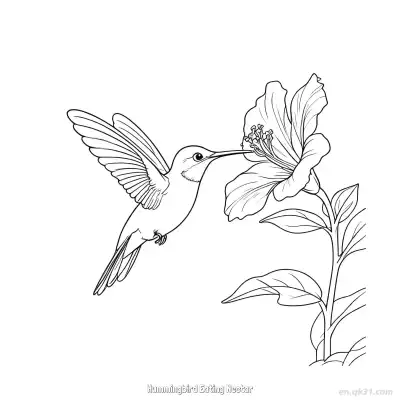 蜂鸟吃花蜜 10简笔画 素描 涂鸦 - 免费可打印 蜂鸟简笔画 下载PDF – 免费可打印简笔画涂色画
