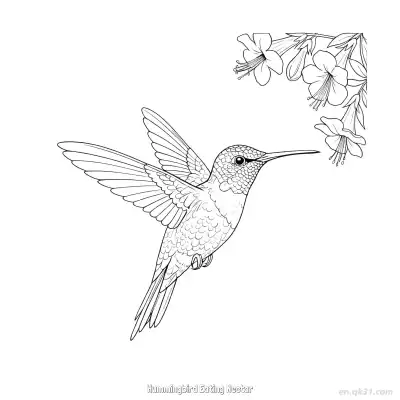 蜂鸟吃花蜜 12简笔画 素描 涂鸦 - 免费可打印 蜂鸟简笔画 下载PDF – 免费可打印简笔画涂色画