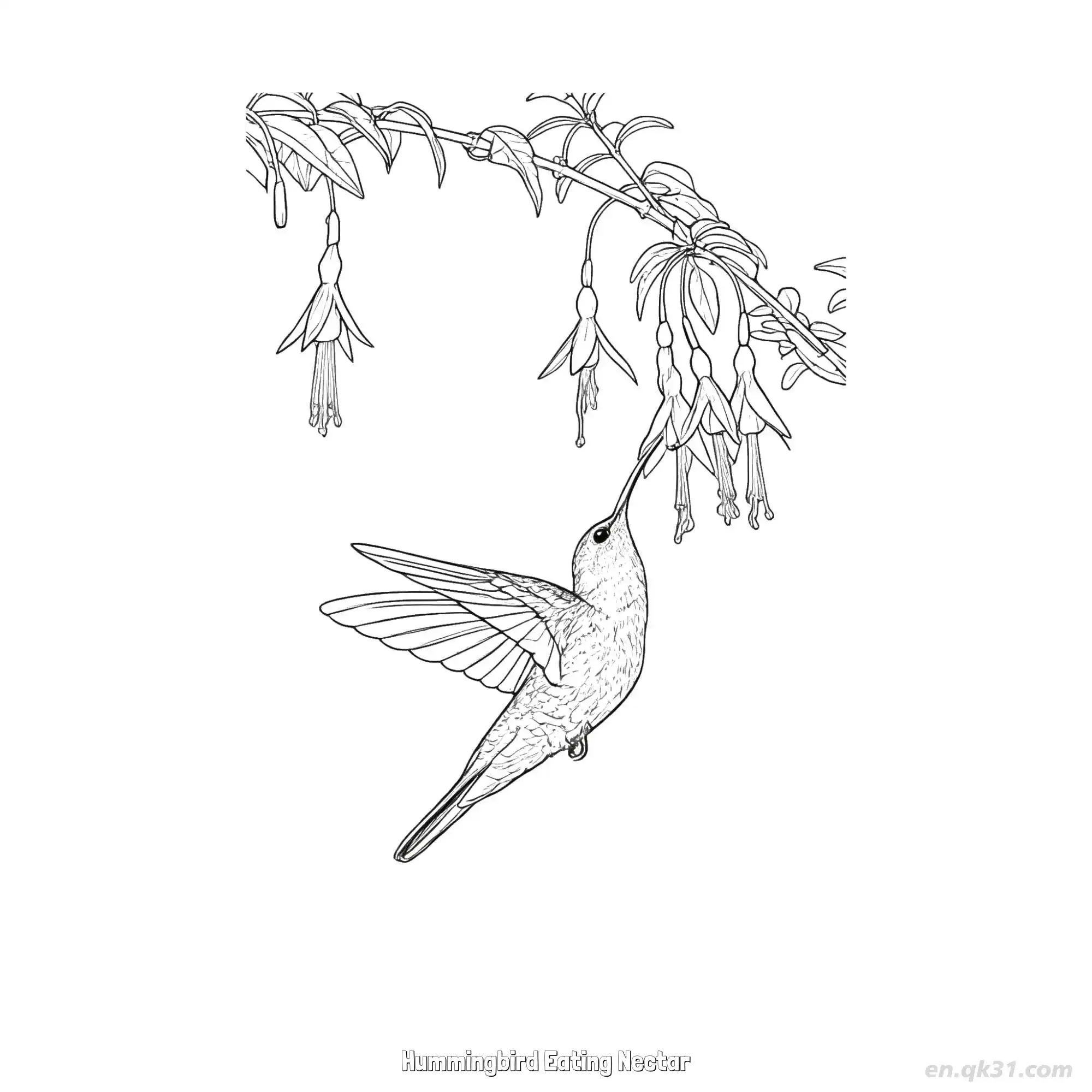 免费 蜂鸟吃花蜜 13简笔画 素描 涂鸦 - 免费可打印 蜂鸟简笔画 下载PDF 简笔画涂色页