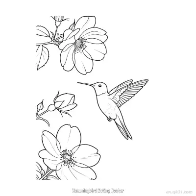 蜂鸟吃花蜜 2简笔画 素描 涂鸦 - 免费可打印 蜂鸟简笔画 下载PDF – 免费可打印简笔画涂色画