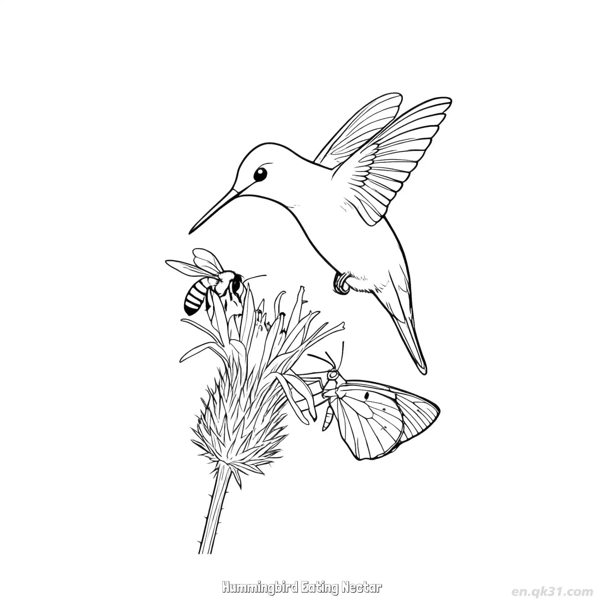 免费 蜂鸟吃花蜜 5简笔画 素描 涂鸦 - 免费可打印 蜂鸟简笔画 下载PDF 简笔画涂色页