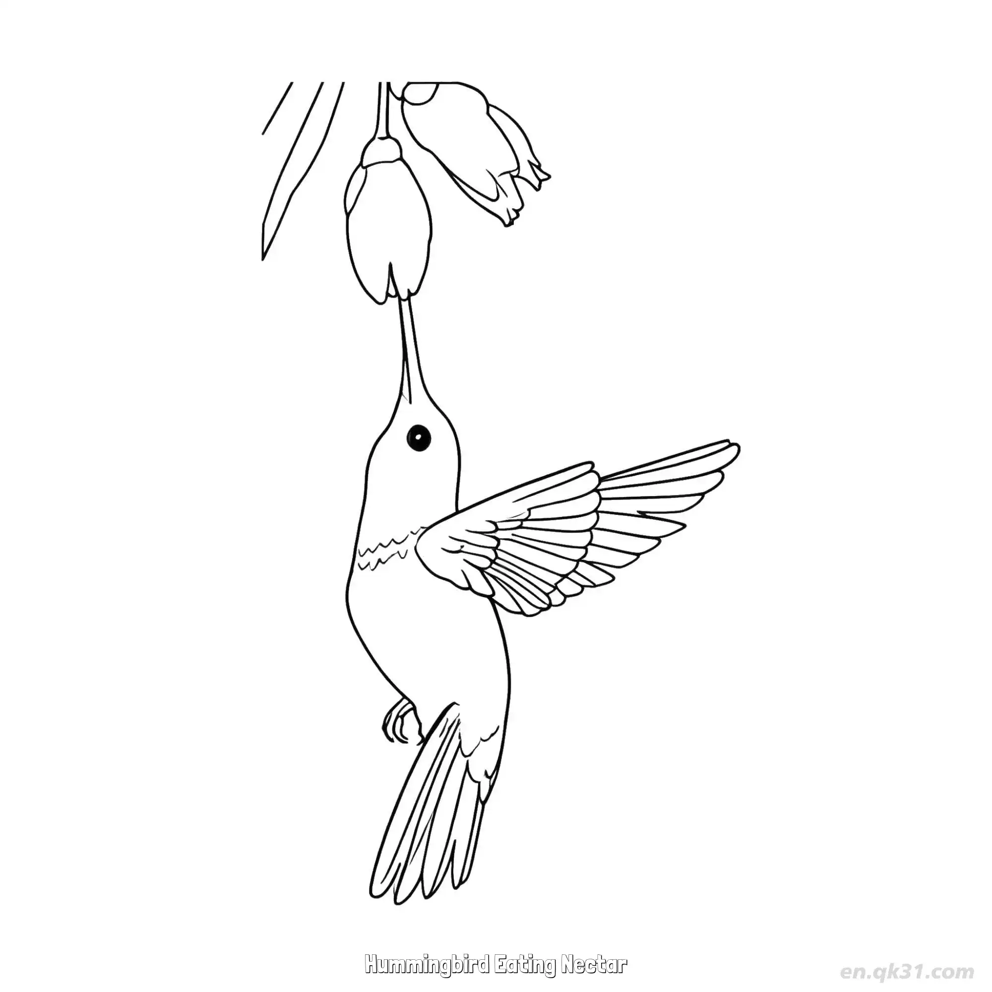 免费 蜂鸟吃花蜜 8简笔画 素描 涂鸦 - 免费可打印 蜂鸟简笔画 下载PDF 简笔画涂色页