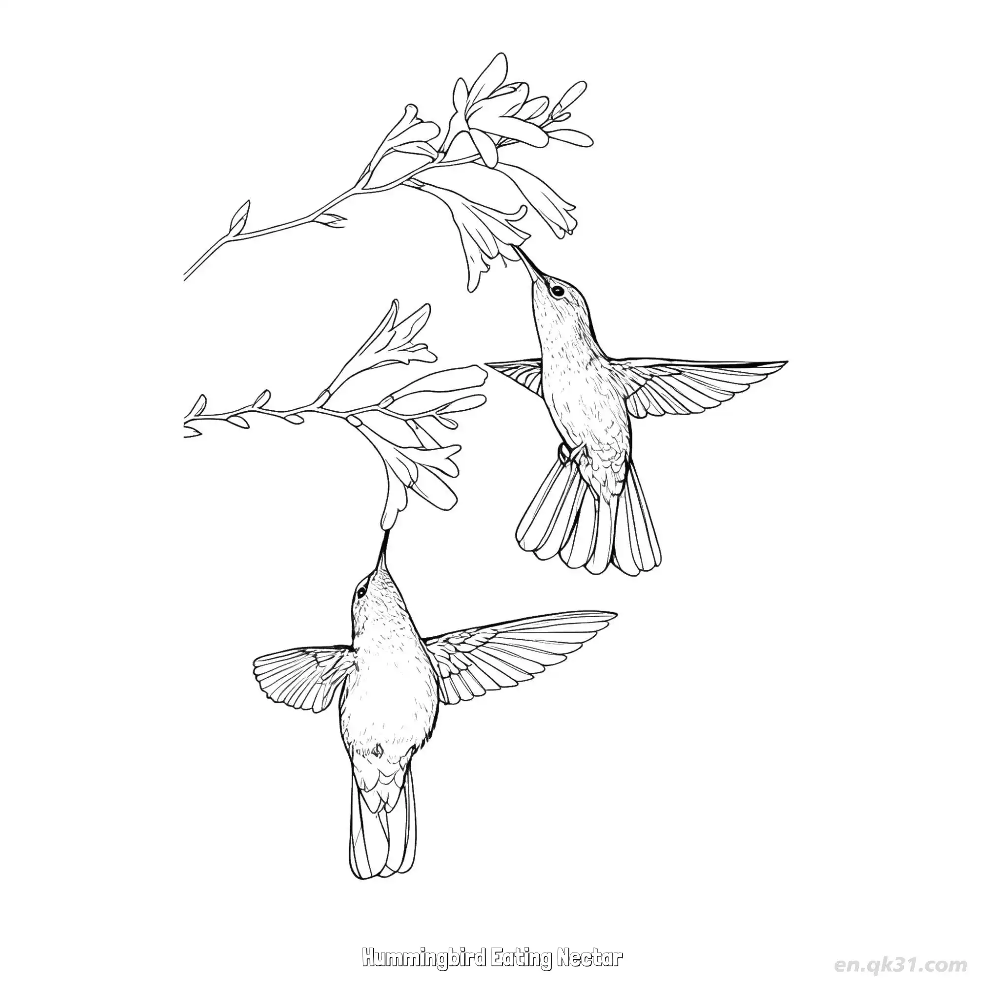 免费 蜂鸟吃花蜜 9简笔画 素描 涂鸦 - 免费可打印 蜂鸟简笔画 下载PDF 简笔画涂色页