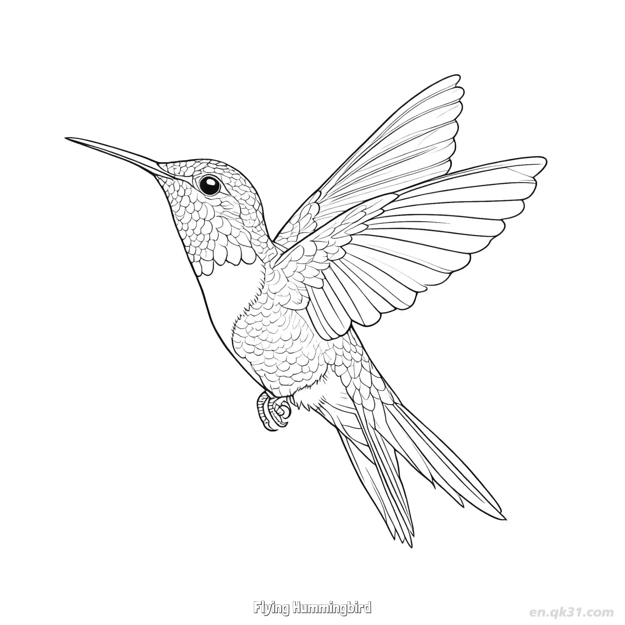免费 飞翔的蜂鸟 5简笔画 素描 涂鸦 - 免费可打印 蜂鸟简笔画 下载PDF 简笔画涂色页