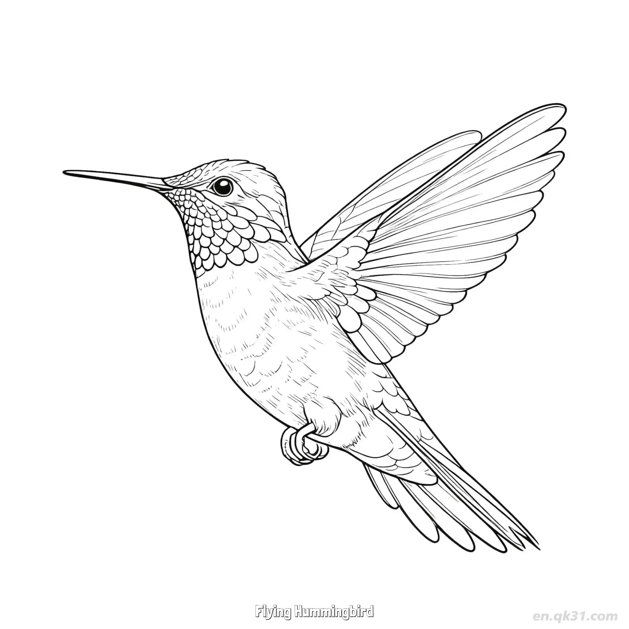 免费 飞翔的蜂鸟 7简笔画 素描 涂鸦 - 免费可打印 蜂鸟简笔画 下载PDF 简笔画涂色页