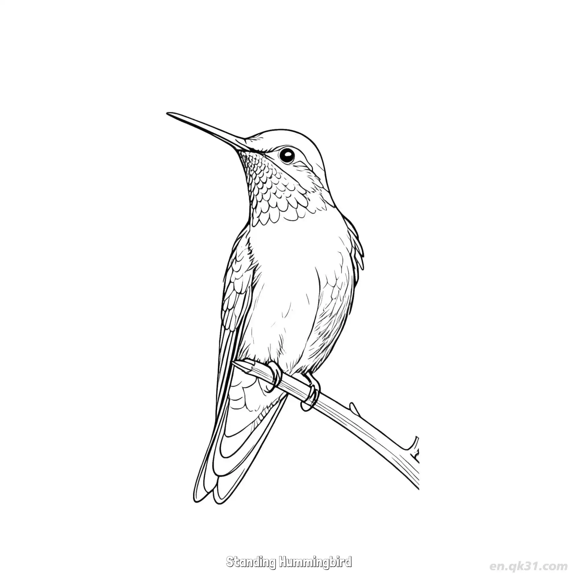 免费 站立的蜂鸟 1简笔画 素描 涂鸦 - 免费可打印 蜂鸟简笔画 下载PDF 简笔画涂色页