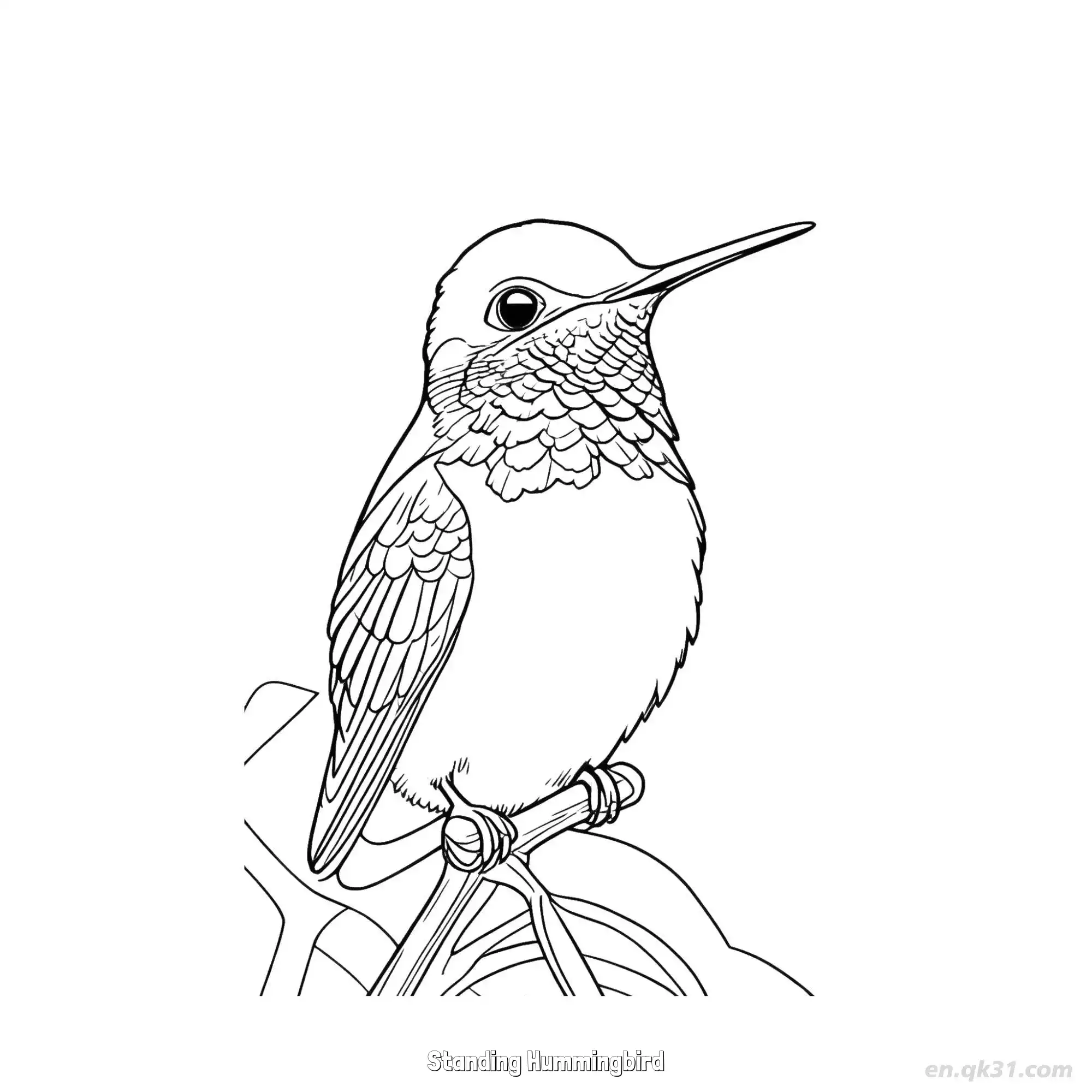 免费 站立的蜂鸟 2简笔画 素描 涂鸦 - 免费可打印 蜂鸟简笔画 下载PDF 简笔画涂色页