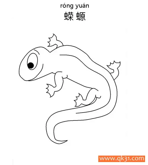 免费 Salamander蝾螈(两栖动物，形似蜥蜴) 简笔画涂色页