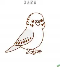 虎皮鹦鹉 budgerigar 鹦鹉 parrot – 免费可打印简笔画涂色画
