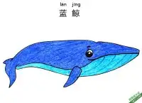 怎样教孩子们一步步画一个 卡通 蓝鲸 鲸鱼 Blue-Whale – 免费可打印简笔画涂色画