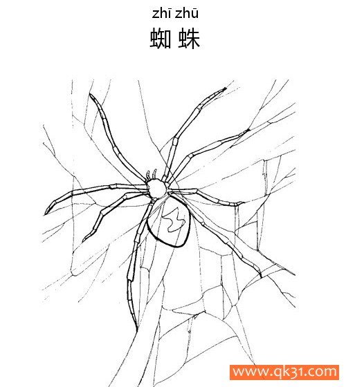 蜘蛛Spider蛛形纲动物|简笔画|素描|涂鸦|涂颜色